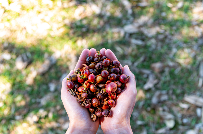 Sejucara Perkenalkan "Cascara Nusantara": Minuman Fungsional dari Kulit Kopi